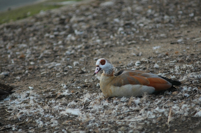 egyptian goose, egyptian geese-6.jpg - EGYPTIAN GOOSE - ABBERTON RESERVOIR, ESSEX - 22.9.07